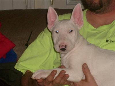 Bull Terrier Puppies for Sale