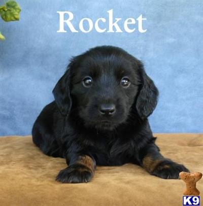 Dachshund Puppies for Sale