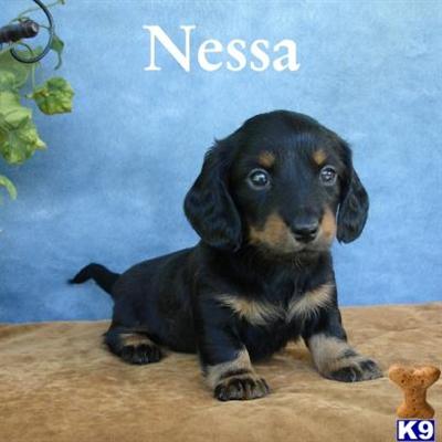 Dachshund Puppies for Sale