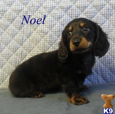 Dachshund Puppies for Sale