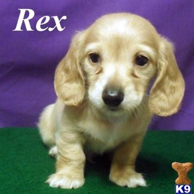 Dachshund Puppies for Sale