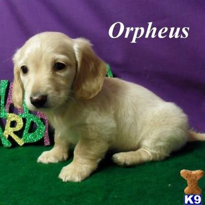 Dachshund Puppies for Sale