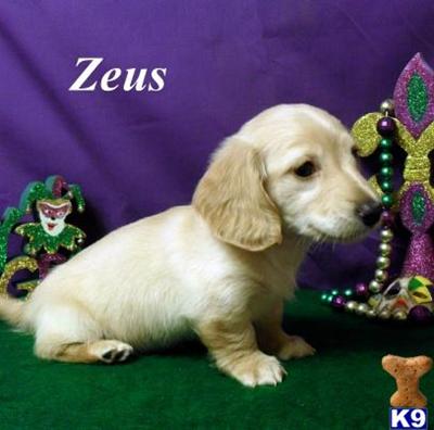 Dachshund Puppies for Sale