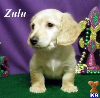 Dachshund Puppies for Sale