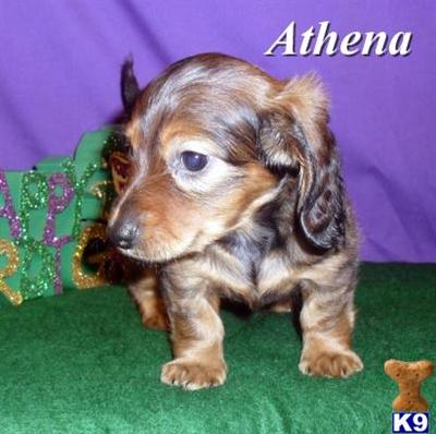 Dachshund Puppies for Sale
