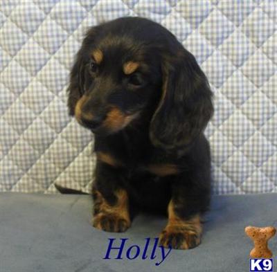 Dachshund Puppies for Sale