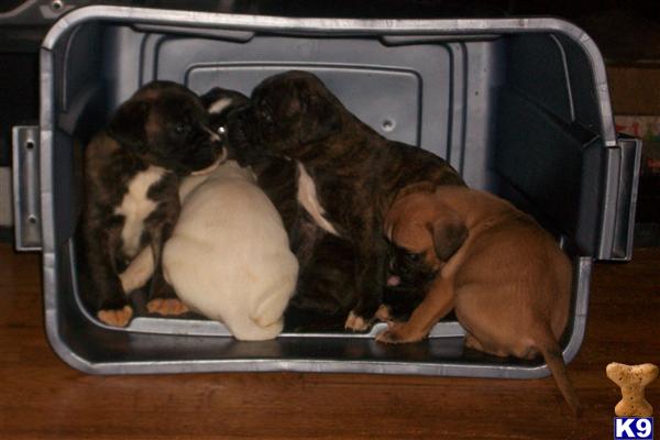 Puppies in Denver