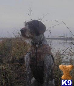 German Wirehaired Pointer Puppies for Sale