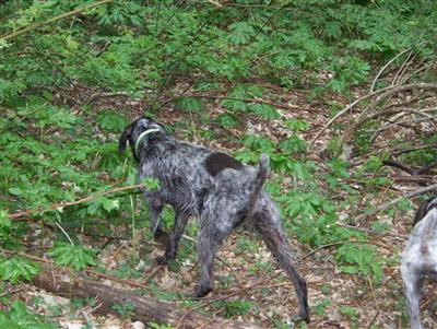 German Wirehaired Pointer Puppies for Sale