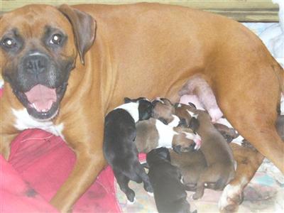 Puppies in IN