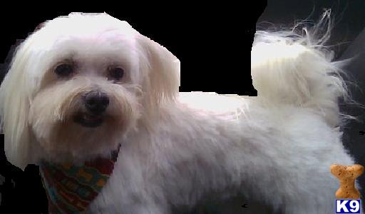 Dogs for Sale in OH