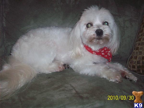 Stud Dogs - Maltese