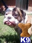 Stud Dogs in OK