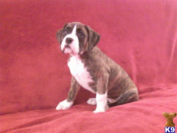 Puppies in Warren