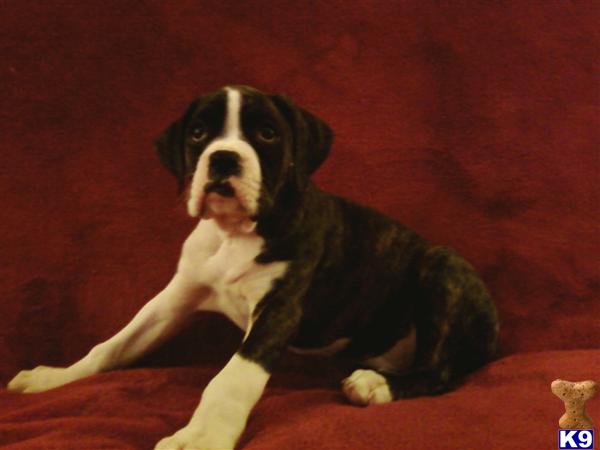 Puppies in Warren