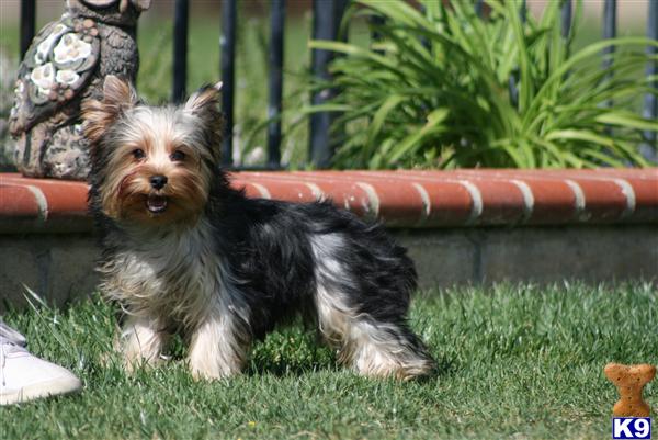 Puppies in Palmdale