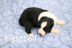 Dogs - Border Collie