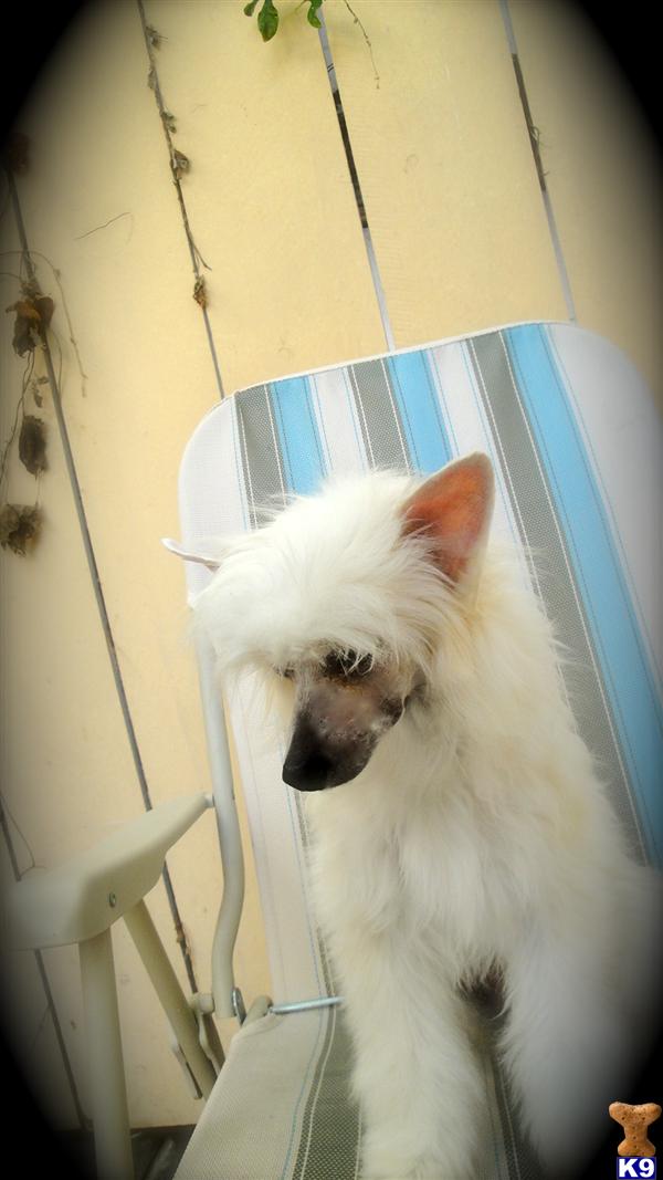Dogs for Sale in NV