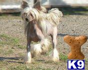 Dogs for Sale in NV