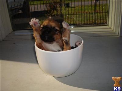 Lhasa Apso Puppies for Sale