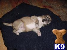 Lhasa Apso Puppies for Sale
