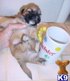 Lhasa Apso Puppies for Sale
