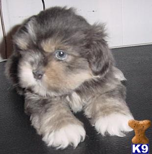 Lhasa Apso Puppies