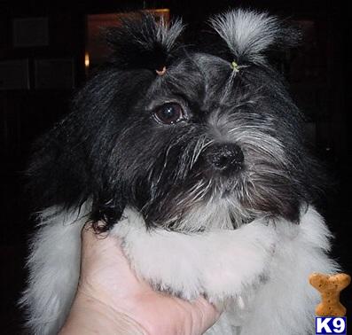 Lhasa Apso Puppies