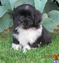 Lhasa Apso