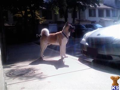 Stud Dogs - Akita