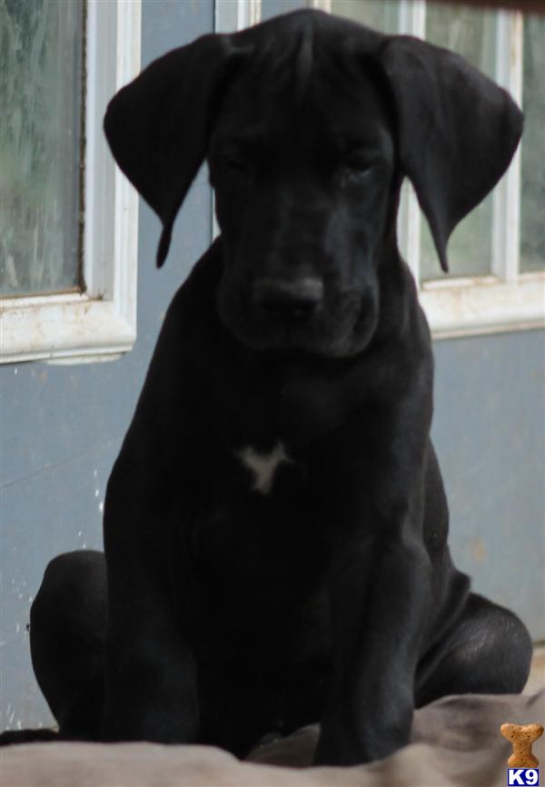 Great Dane Puppies in TX