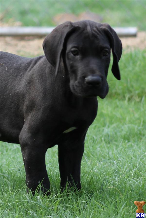 Great Dane Puppies in TX