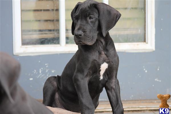 Great Dane Puppies in TX