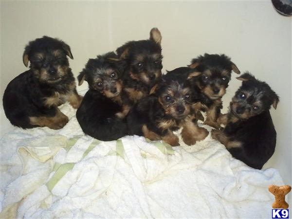 Silky Terrier Puppies