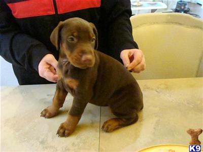 Doberman Pinscher Puppies in TX