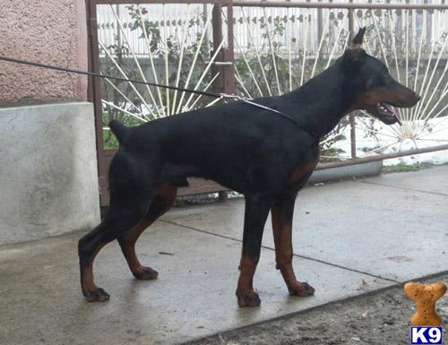 Dogs - Doberman Pinscher