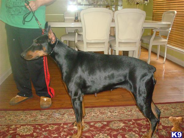 Dogs - Doberman Pinscher