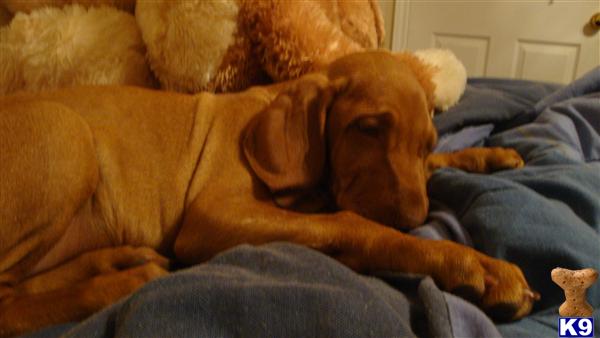 Vizsla Puppies in TX