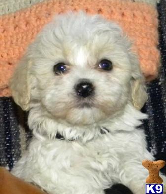 Havanese Puppies for Sale