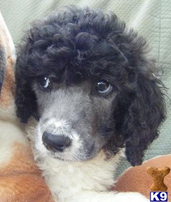 Hypoallergenic Dogs