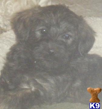 Goldendoodles Puppies for Sale