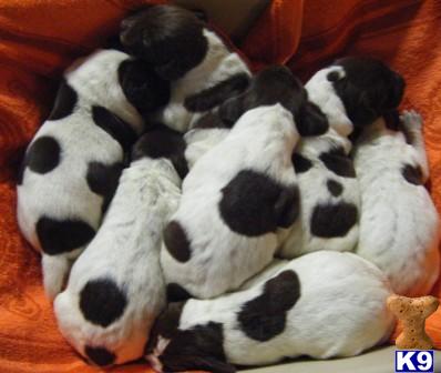 German Shorthaired Pointer Puppies for Sale