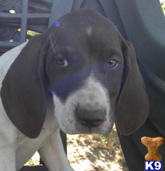 German Shorthaired Pointer Puppies