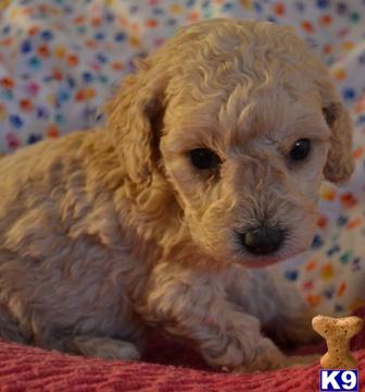 Labradoodle Puppies