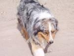 Stud Dogs - Australian Shepherd