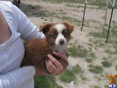 Puppies in CO