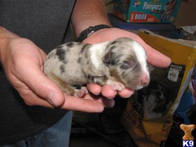 Puppies in CO