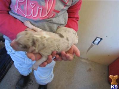 Puppies in CO
