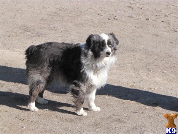 Dogs - Miniature Australian Shepherd
