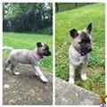 Akita